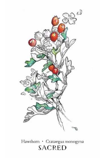 Hedgewitch Botanical Oracle Kit - Siolo Thompson