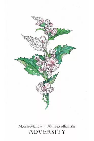 Hedgewitch Botanical Oracle Kit - Siolo Thompson