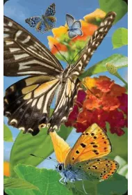 Worth Keeping Minikartka 3D - Motyl