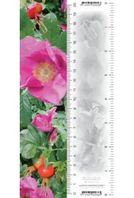 Worth Keeping Zak�adka 3D Dzika R�a