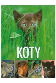 Koty (OT)