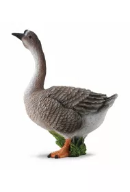 G�
