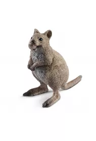 Kuoka kr�tkoogonowa