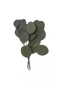 Dalprint Eukaliptus populus 4 ga��zki ok. 20cm zielony