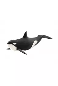 Orka oceaniczna