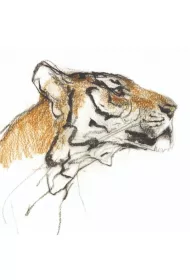 Museums & Galleries Karnet kwadrat z kopert� Head of a Tiger