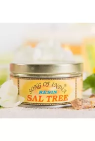 Song Of India ywica zapachowa  - Sal Tree