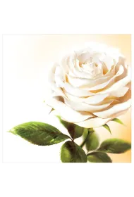 Art Nuvo Karnet kwiatowy kwadrat FF67