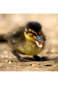 Museums & Galleries Karnet kwadrat z kopert� Mallard Duckiling