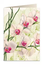 Tassotti Karnet B6 + koperta 5723 Bia�a orchidea