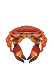 Krab s�onowodny 26cm Beppe