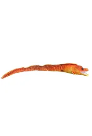 Murena pomara�czowa 80cm Dubi