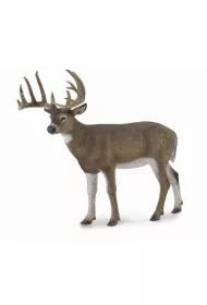 White-Tailed Deer