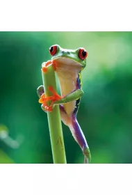 Museums & Galleries Karnet kwadrat z kopert� Red Eyed Frog