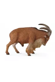 Collecta. Owca grzywiasta.
