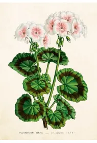 Skona Ting Karnet ST530 B6 + koperta Bia�a pelargonia