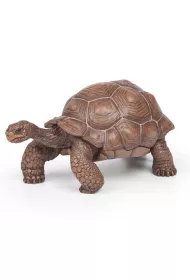 ��w z Galapagos