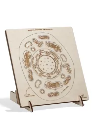 Puzzle drewniane Budowa kom�rki zwierz�cej W nogi Sounds Wood