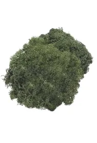 Knorr Prandell Mech dekoracyjny ciemnozielony 50g
