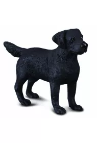 Pies labrador