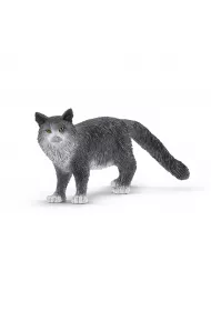 Kot Maine Coon