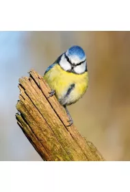 Museums & Galleries Karnet kwadrat z kopert� Blue Tit