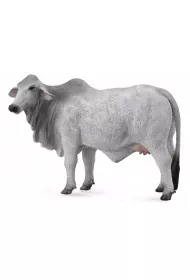 Krowa brahman