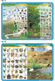 Visual System Podk�adka edukacyjna. Pi�trowo�� w g�rach i lesie