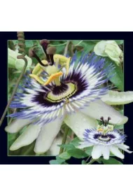Worth Keeping Magnes 3D Passiflora