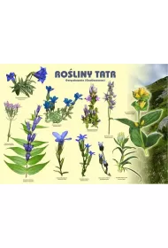 Tablica 100x72cm Ro�liny Tatr. Goryczkowate