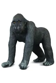 Collecta goryl zachodi (L)
