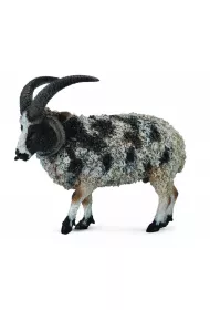 Owca wielorga