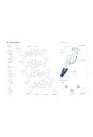 Plakat schemat budowy DNA 42.0x59.4cm