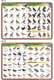 Visual System Podkadka edukacyjna. Ptaki wodne, piewajce