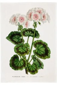 R�cznik kuchenny - Bia�a pelargonia