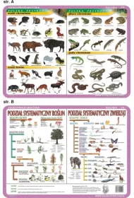 Visual System Podk�adka edukacyjna. Ssaki, p�azy i gady