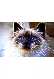Norimpex Diamentowa mozaika - Kot magic niebieskie oczy 40x30cm