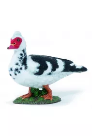 Kaczka Pi�m�wka