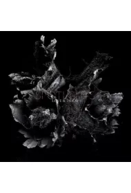 Love & Decay (CD)