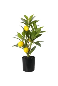 ProGarden Cytrusowe drzewko w donicy 43 cm