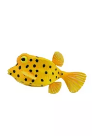 Kostera gruze�kowata