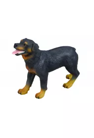 Pies rottweiler