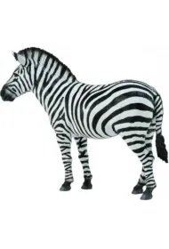Collecta. Zebra pospolita