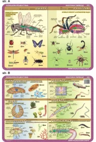 Visual System Podkadka edukacyjna. Anatomia. owady, pajczaki