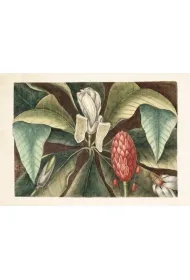 Skona Ting Karnet Magnolia ST298 B6 + koperta