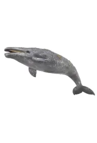 Gray Whale