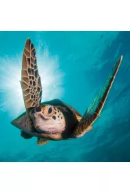 Museums & Galleries Karnet kwadrat z kopert� Green Turtle