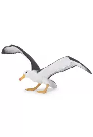 Albatros