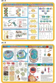 Visual System Podk�adka edukacyjna. Budowa i replikacje DNA