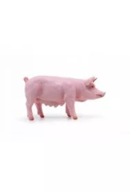 Maciora